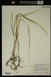 Agrostis alba image