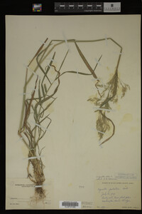 Agrostis alba image