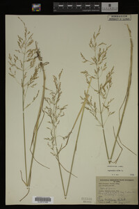 Agrostis alba image