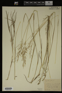 Agrostis alba image
