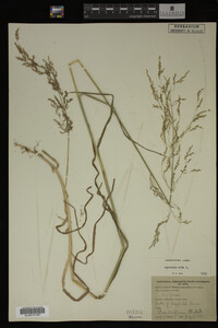 Agrostis alba image