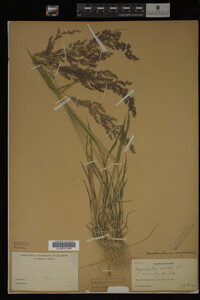 Agrostis alba image