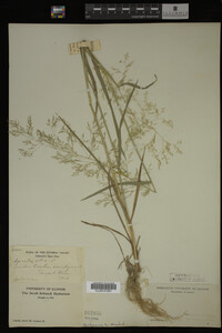 Agrostis alba image