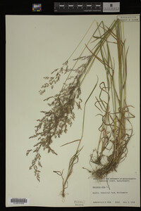 Agrostis alba image