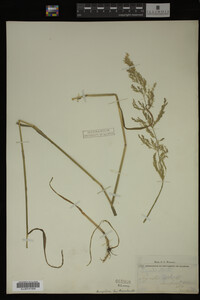 Agrostis alba image