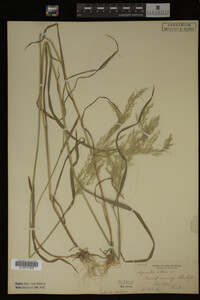 Agrostis alba image