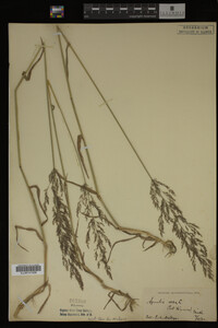 Agrostis alba image