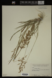 Agrostis alba image