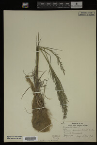 Agrostis alba image