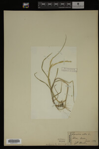 Agrostis alba image