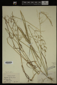 Agrostis alba image