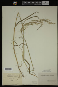 Agrostis alba image