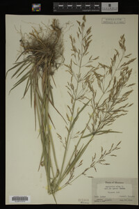 Agrostis alba image