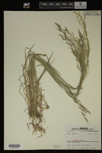 Agrostis alba image