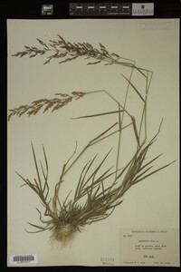 Agrostis alba image