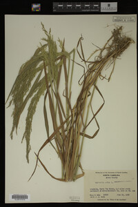 Agrostis alba image