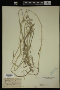 Agrostis alba image