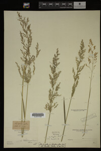 Agrostis alba image