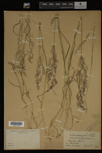 Agrostis alba image