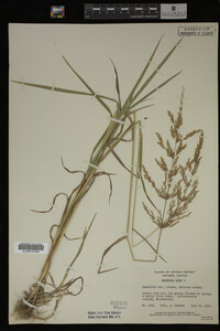Agrostis alba image