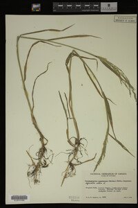 Agrostis alba image