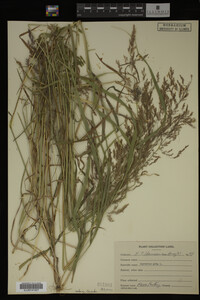 Agrostis alba image