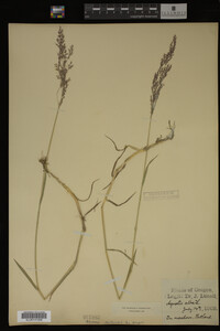 Agrostis alba image