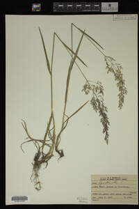 Agrostis alba image