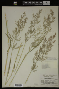 Agrostis alba image