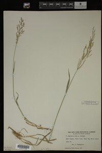 Agrostis alba image