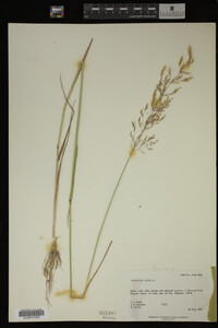 Agrostis alba image