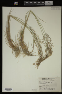 Agrostis alba image