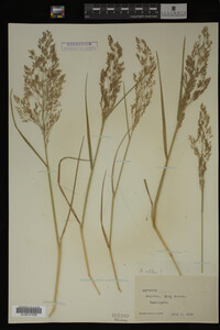 Agrostis alba image