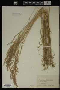Agrostis alba image