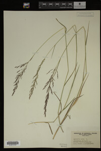 Agrostis alba image