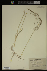 Agrostis alba image