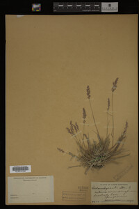 Agrostis alba image