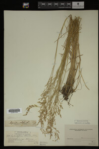 Agrostis alba image