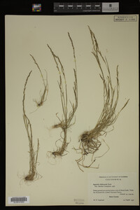 Agrostis idahoensis image