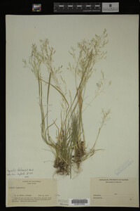 Agrostis idahoensis image