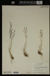 Agrostis idahoensis image