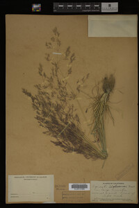 Agrostis idahoensis image