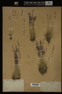 Agrostis idahoensis image