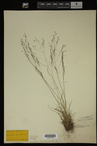 Agrostis idahoensis image