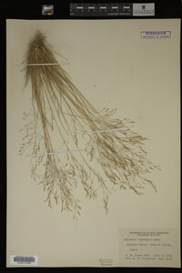 Agrostis idahoensis image