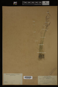 Agrostis idahoensis image