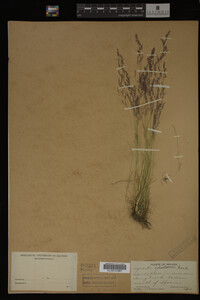 Agrostis idahoensis image