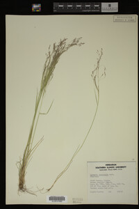 Agrostis idahoensis image