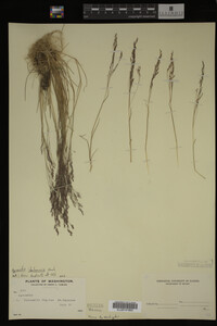 Agrostis idahoensis image