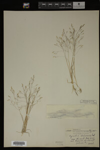 Agrostis idahoensis image